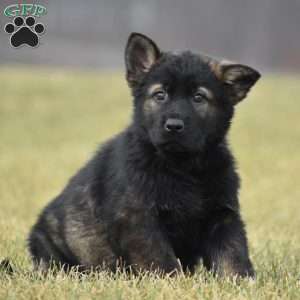 Grim, German Shepherd Puppy